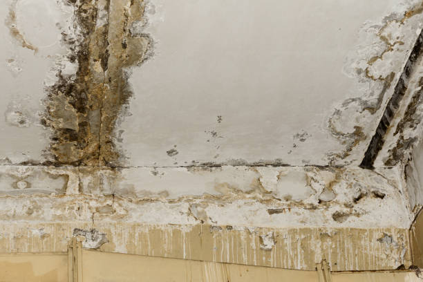 Best Mold Remediation for Rental Properties  in Red Hill, PA