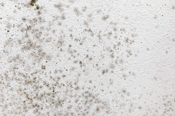 Best Commercial Mold Inspection  in Red Hill, PA
