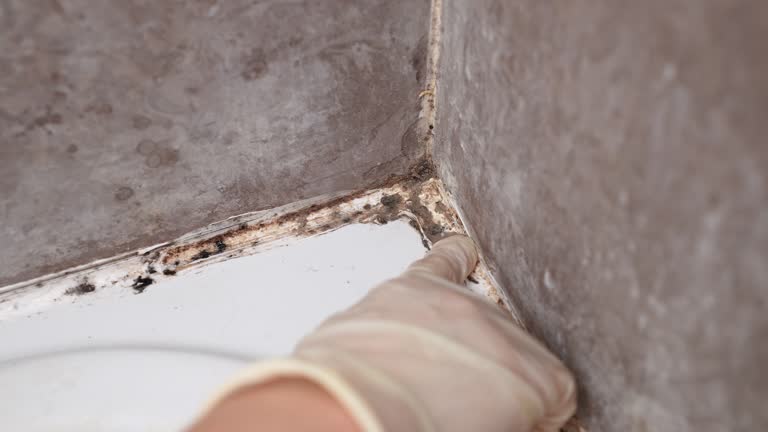 Forensic Mold Investigation in Red Hill, PA